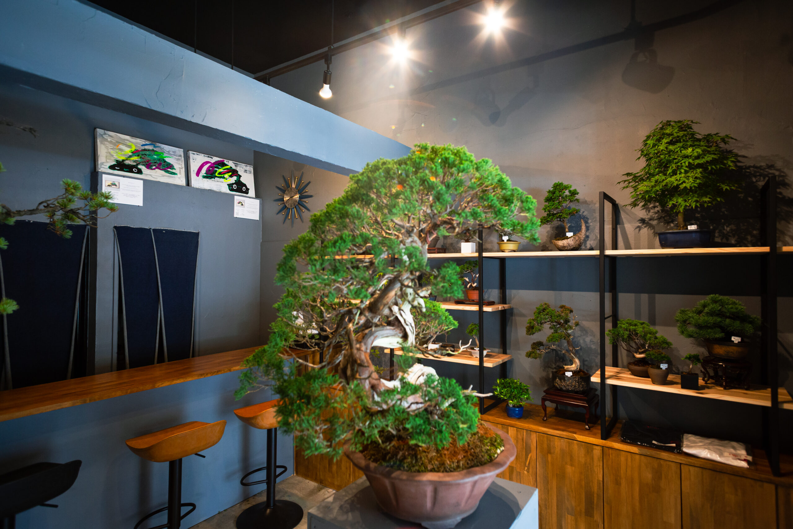 盆栽界隈のイメージ